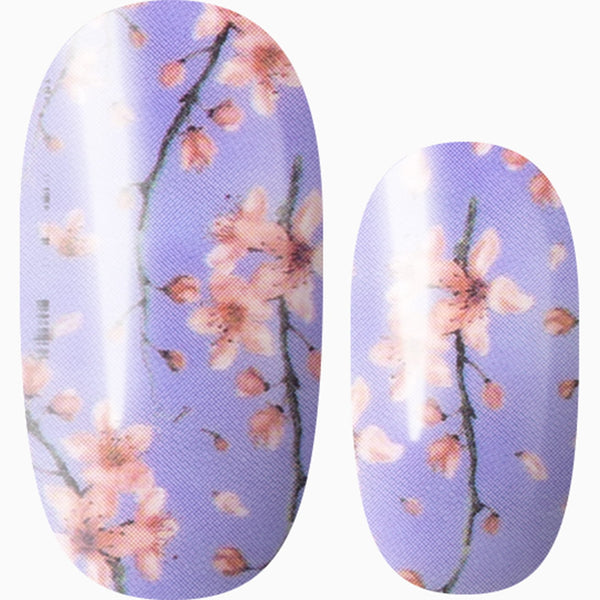 Cherry Blossom Season (Purple)